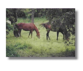 Brown County Indiana horses